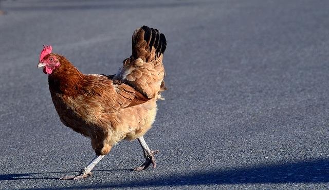 Descoperă jocul chicken road