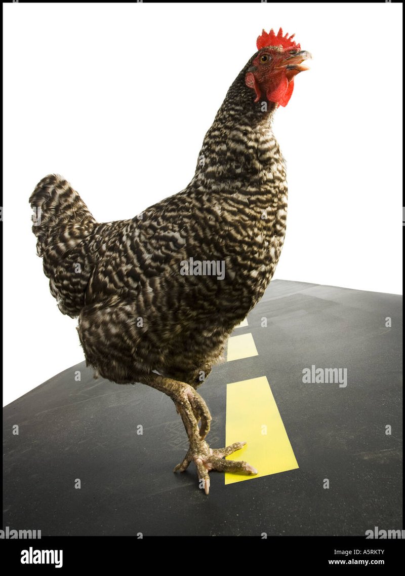Chicken road casino, chicken road slot