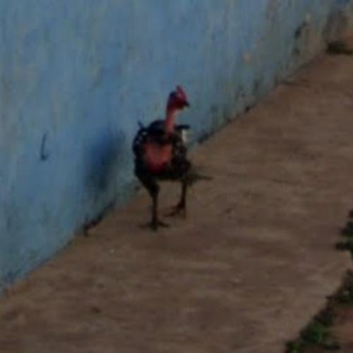 Conoce el Misterio de la Carretera de los Pollos en España, chicken road oficial Conoce el Misterio de la Carretera de los Pollos en España, chicken road oficial